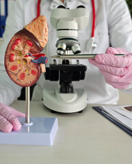 Medical professional examines kidney model under microscope in laboratory