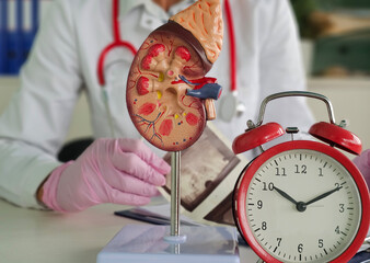 Medical professional examining a kidney model and a clock during a health consultation