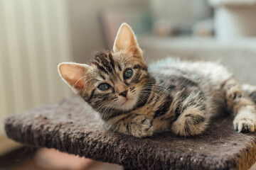 Young cute bengal kitten laying on a soft cat's shelf of a cat's house indoors.