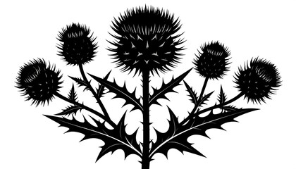 Silhouetted Thistle Illustration with Sharp Thorns, Detailed and Isolated on White Background