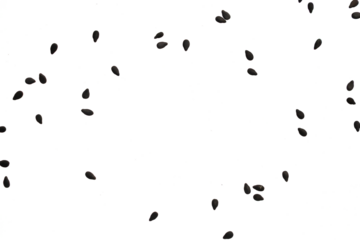 Black sesame seeds isolated on white background