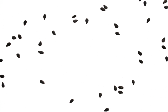 Black sesame seeds isolated on white background