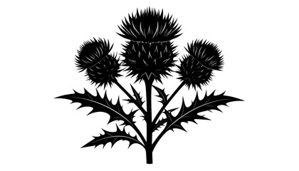 Stylized black thistle illustration for versatile botanical and Scottish themes