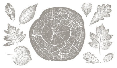 Trendy floral branch tree rings and grass for logo or decorations. Hand drawn line elegant leaves for invitation card. Botanical rustic trendy vector art.