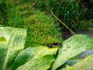 common black butterfly on leaves with raindrops in it 