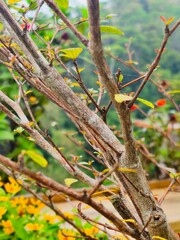 close up foto of wooden twigs and branch 