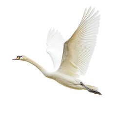 Swan flying A swan soars through the air, wings fully extended and neck stretched out. full length isolate on transparent background
