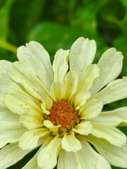 yellow chrysanthemum in a garden