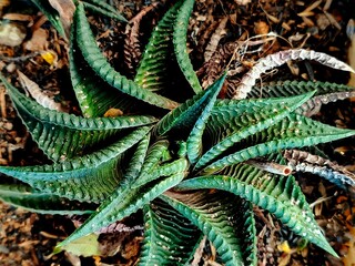 a plant type of cactus named Haworthia with spiral grown leaves 
