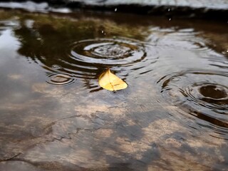 a dead leaf floating on a rain puddles