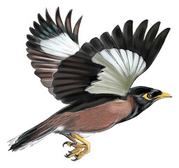 Myna bird soaring through the air with wings fully spread, showcasing its glossy black feathers and bright yellow eye patches.