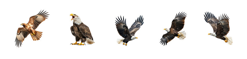 Fototapeta premium Collection of Eagle feeding An eagle holds prey in its talons while perched or in flight. full length isolate on transparent background