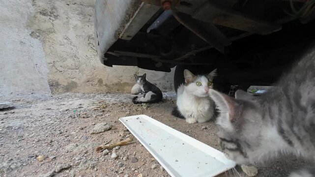 Stray cats hiding under a car on a city street, seeking shelter and safety in an urban environment.