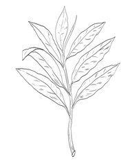  Drawing sketch style illustration of grains of paradise, Aframomum melegueta or melegueta pepper in the ginger family used as spice herb done in black and white line art on isolated background. 