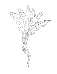 Drawing sketch style illustration of horseradish Armoracia rusticana, a perennial plant of the mustard family Brassicaceae used as spice herb done in black and white line art on isolated background. 