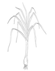 Drawing sketch style illustration of Cymbopogon citratus, West Indian lemon grass or lemon grass of grass family Poaceae used as spice herb done in black and white line art on isolated background. 