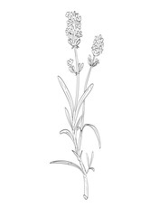 Drawing sketch style illustration of Lavandula or lavender, a perennial flowering plants in the sage family, Lamiaceae used as spice herb done in black and white line art on isolated background. 