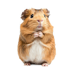 Fototapeta premium Guinea pig grooming A guinea pig licks its fur or scratches itself with a hind leg. full length isolate on transparent background