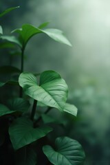 Lush Green Plant Leaves in Soft Diffused Light, Nature's Serenity
