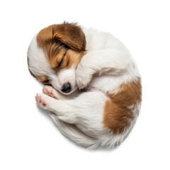 Puppy sleeping A puppy curls up into a tiny ball or sprawls out on its back. full length isolate on transparent background