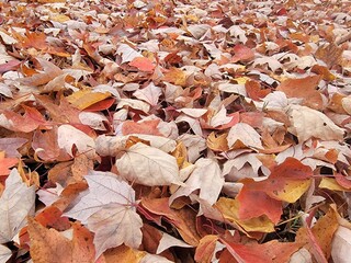 Autumn Leaves Covering a Ground in Beautiful Warm Fall Colors