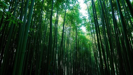 Fototapeta premium A dense bamboo forest with tall green stalks reaching towards the bright sky above the canopy line