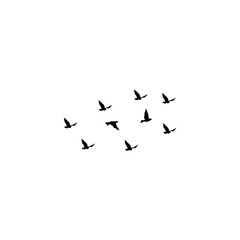 Black Bird Silhouette Collection for Wildlife Design