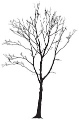 Birch tree without leaves silhouette
