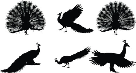Peacock silhouettes graphic design elements