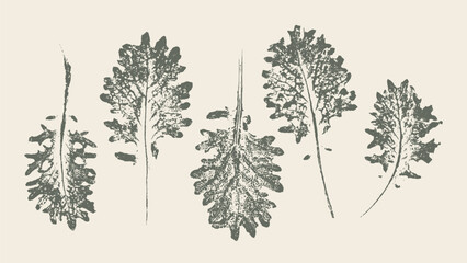 Plakat Simple leaf print of kale lettuce greens for salad menu. Decorative graphic elements with herbs for decoration.