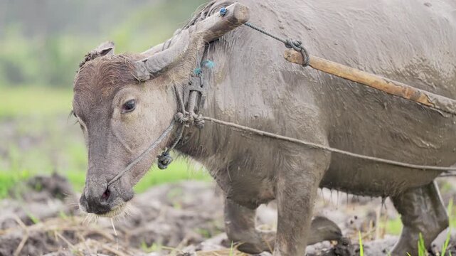 Domestic water buffalo bull, bubalus bubalis, an asian farm animal, working in a muddy rice paddy field, wooden yoke, slow motion, in southeast asia