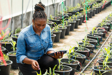 Female African farmer checks vegetables in a greenhouse and records data on her tablet.