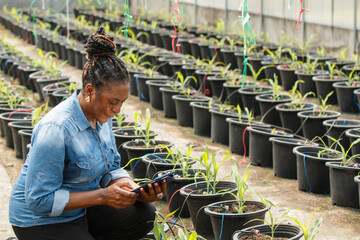 Female African farmer checks vegetables in a greenhouse and records data on her tablet.