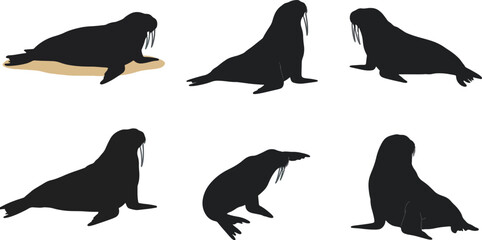Obraz premium Walrus silhouettes various poses