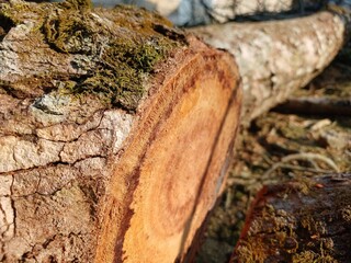 Durian Tree moss and Textured