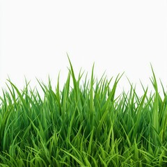 Fototapeta premium Under natural light, the lush spring grass and slender green leaves are clearly visible.