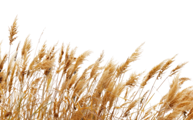 PNG Outdoors plant wheat