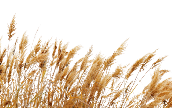 PNG Outdoors plant wheat