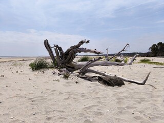 dead tree on the beach