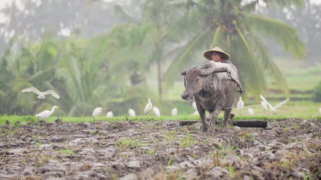 An old indonesian farmer working in rice paddy field in the rain with water buffalo bull or carabao, white cattle egrets, muddy plantation, slow motion