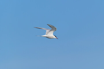 A Common Tern in Flight at Pointe Pelee National Park, near Leamington, Ontario, Canada.