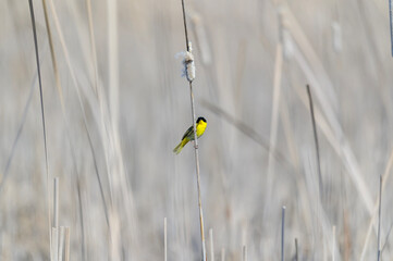 A Common Yellowthroat at Pointe Pelee National Park, near Leamington, Ontario, Canada.