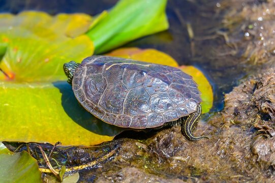 A Northern Map Turtle at Pointe Pelee National Park, near Leamington, Ontario, Canada.
