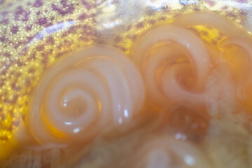 The nematodes (Nematoda), roundworms or eelworms constitute the phylum Nematoda. Species in the...