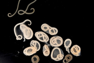 The nematodes (Nematoda), roundworms or eelworms constitute the phylum Nematoda. Species in the...