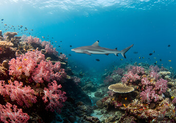 Obraz premium Shark and coral reef underwater scene