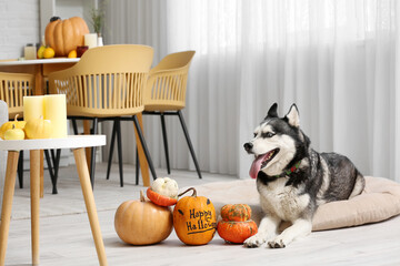 Cute husky dog with Halloween decorations in pet bed at home