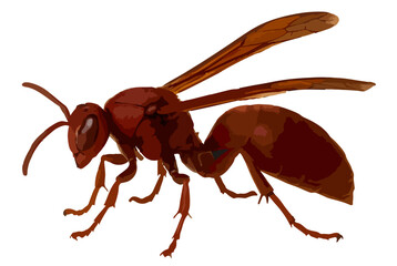 Polistes gigas (Tawon Kertas Cokelat).