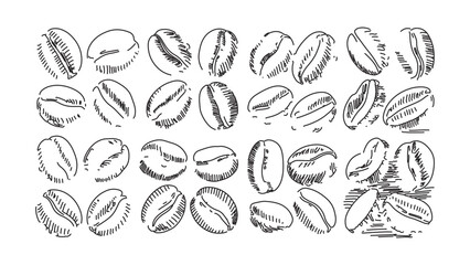 Hand Drawn Coffee Beans Vector Illustration for Cafe Menu Design and Coffee Packaging Design