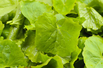 Fresh gotu kola leaves, a traditional herb used to reduce inflammation and support circulation.